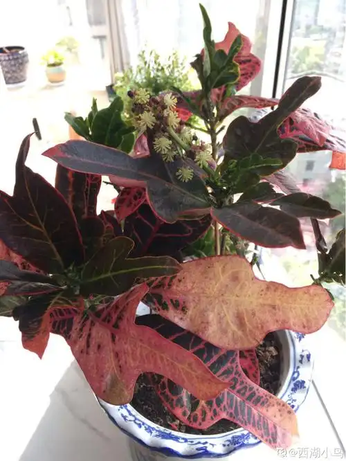 一好看直以为变叶木就是赏叶植物,意外发现开花了.