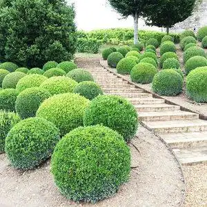 【冬青树球图片】冬青树球图片大全_q友网