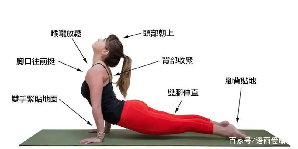 瑜伽上犬式是一切后弯的基础,大多数人都不知道怎么发力