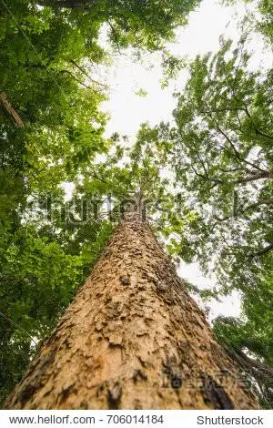 sun light looking up in forest, green tree branches nature