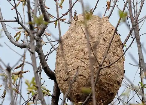 在山上捉回来的野胡蜂王为什么会死