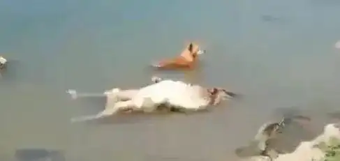 在尸体边上,估计是想吃腐肉……昨天有个热搜,说恒河发现大量腐烂尸体