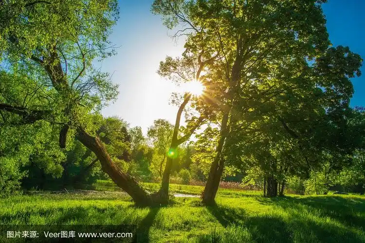春天的风景在阳光明媚的早晨