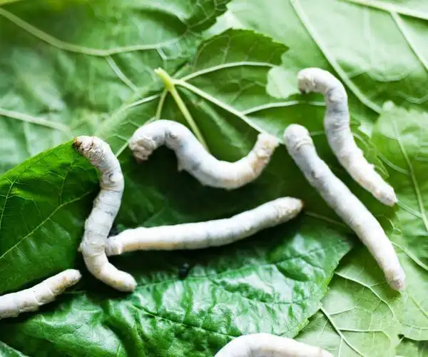 研究发现家蚕体形体色分子调控新机制