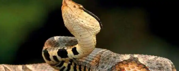 什么叫棋盘蛇(棋盘蛇图片)插图