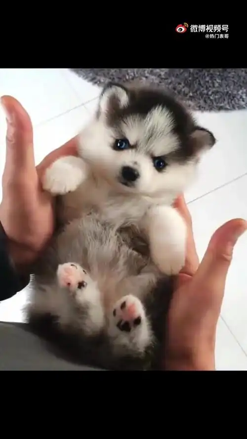 二哈小时候可爱