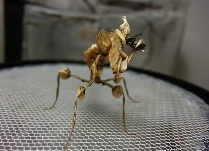 成年大魔花号称螳螂之王,帅气爆表!