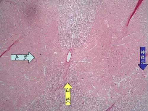 脊髓横截面白质和灰质