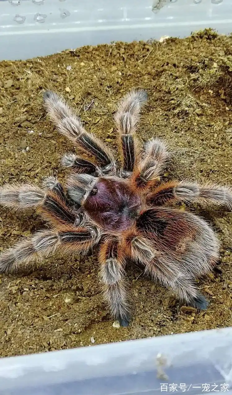 火玫瑰蜘蛛介绍及饲养(一)