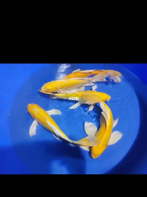 蝴蝶鲤色泽金黄线条流畅可以自提发货