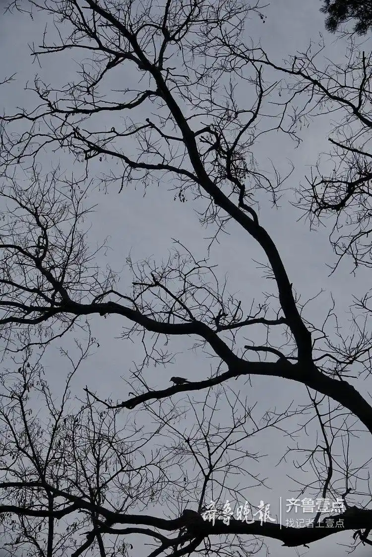 寒冬里,干枯的树枝展现出一种别样的美