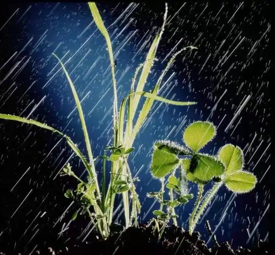 不打眼的细草也迎着暴雨抖冲.