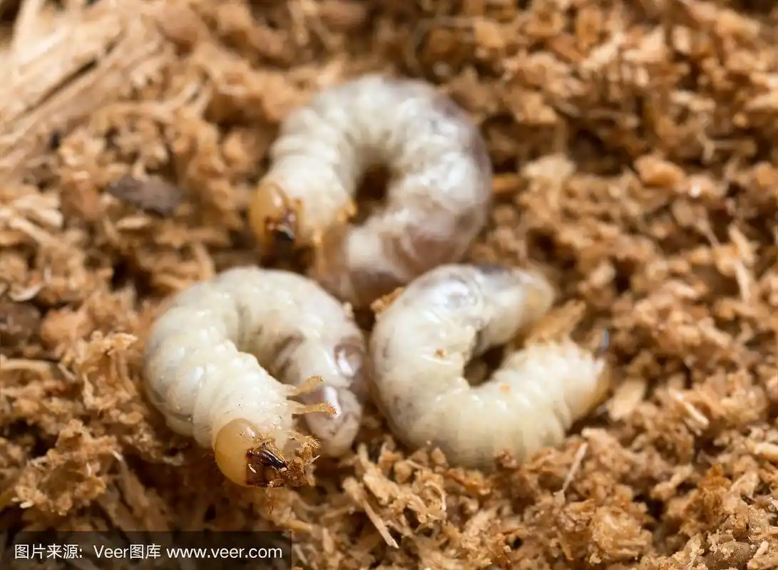 木蠹甲虫的幼虫