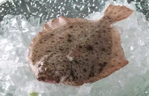 多宝鱼是一种重要的经济食用鱼,它不但有很高的营养价值,而且还有