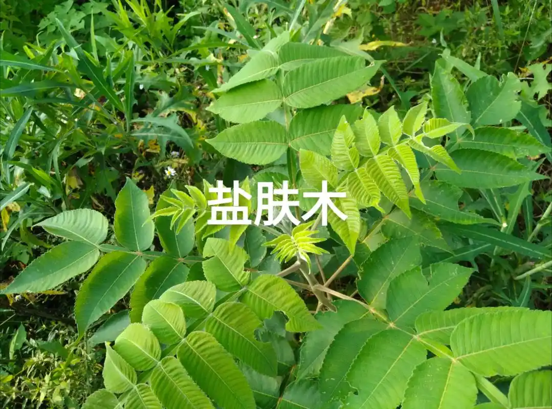 盐肤木 世界上最"咸"的树.又名酸桶.落叶小乔木或灌木.叶 - 抖音
