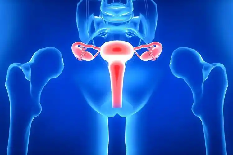 女性人体解剖图各器官位置图子宫_39健康网_精编内容