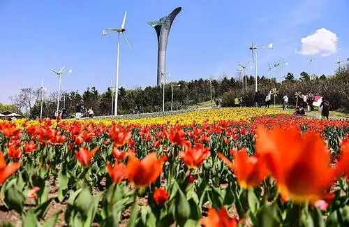 沈阳这片郁金香花海美翻了,你去没呢?