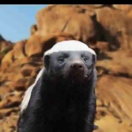 平头哥半导体总公司头像