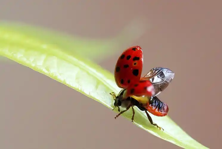 310小时候夏天常见的一些虫子