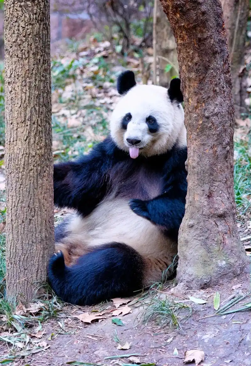 熊猫卖萌春游拍摄技巧