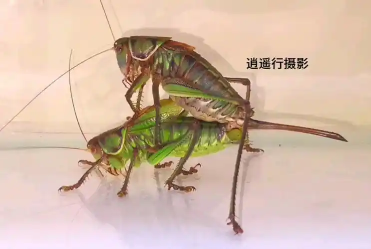 从颜色看,母蝈蝈颜色较深已接近中年,而公蝈蝈颜色嫩绿还是小青年.