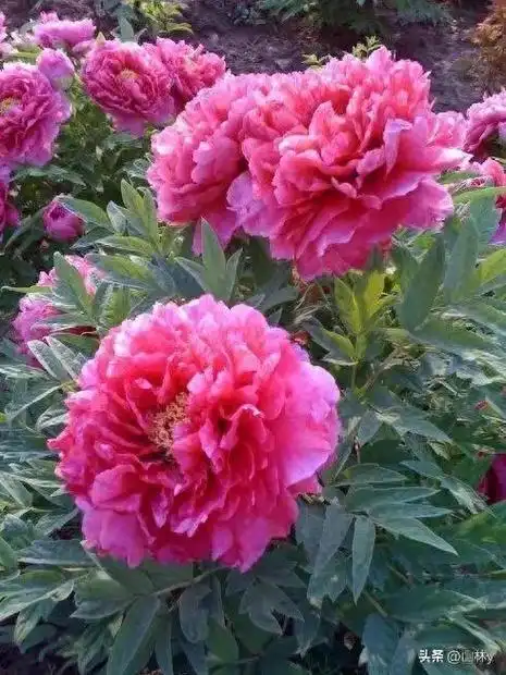 顶级牡丹精品美图77幅精妙绝伦美轮美奂