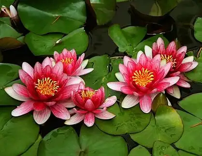 莲花和荷花,是一回事儿吗?