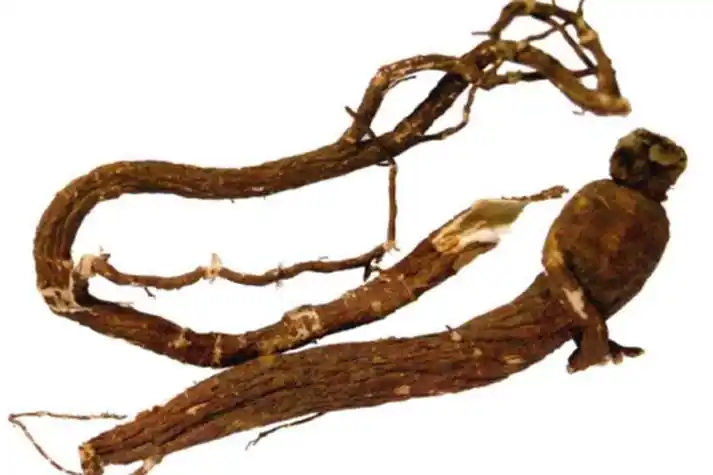 狼毒药材图作用与功效狼毒性平,味辛,有毒,归肝,脾经,有散结,杀虫的