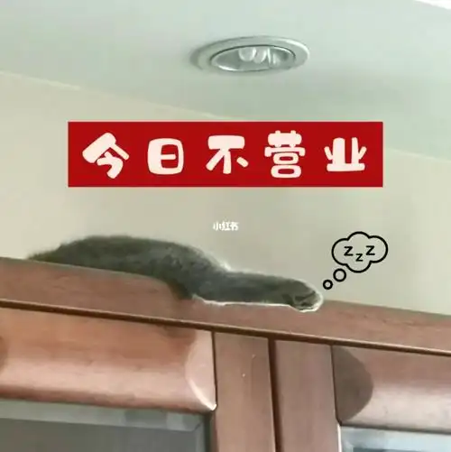 小猫咪今天不营业