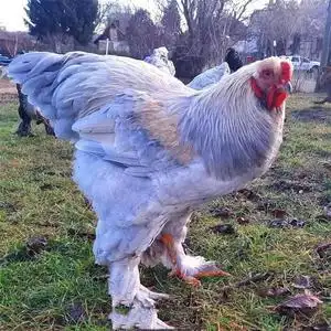 观赏鸡婆罗门波兰鸡宠物鸡长尾矮脚鸡脱温鸡苗活体受精种蛋可孵化