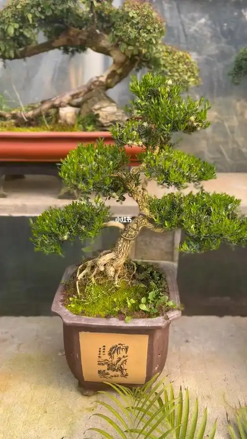 提根造型雀舌黄杨盆景雀舌黄杨盆景艺术