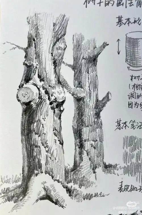 素描:树