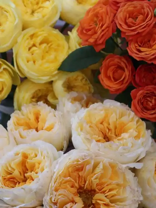 碧翠丝 泡泡玫瑰 凯特琳娜 这张我拿来做壁纸了哈哈哈哈!