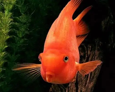 什么鱼是招财鱼