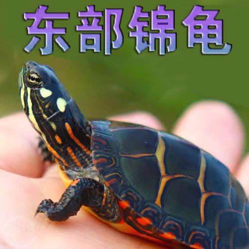 东锦东部锦龟苗深水龟小乌龟西锦南锦龟活玩具体宠物观赏外塘火焰