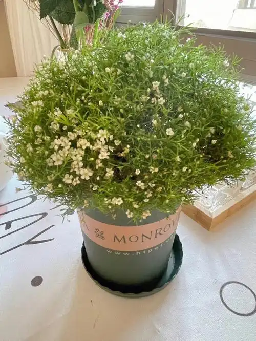 适合新手小白多年生满天星