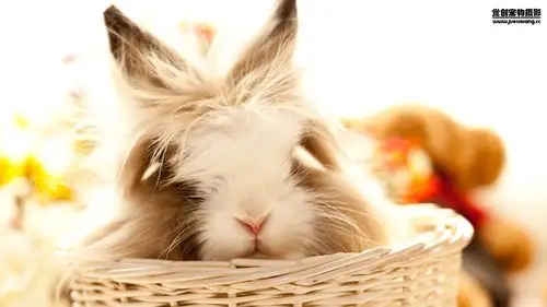 安卓手机高清壁纸