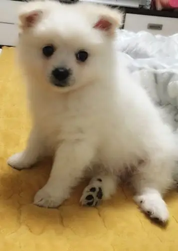 三个月银狐犬 现在开始脱毛了 可以去美容院剃毛吗?