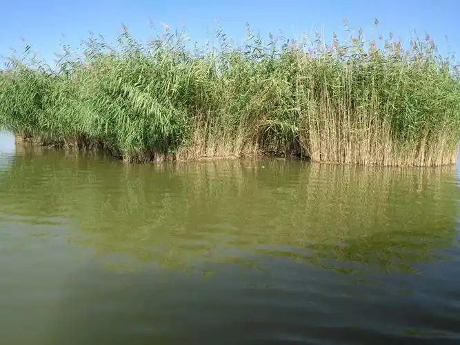 相聚鹤泉湖银川师范75届同学43年相聚