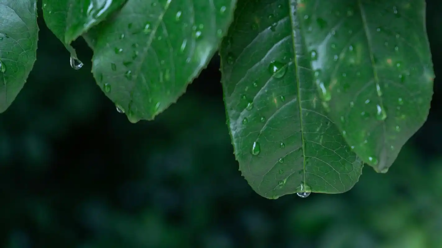 拍摄护眼壁纸 看起来就很安静的颜色,还有水露,很适合自己当屏保用