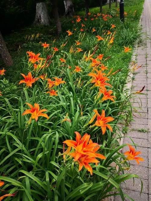 2020-6-29 鸿博郊野公园开放的萱草(也称忘忧草).