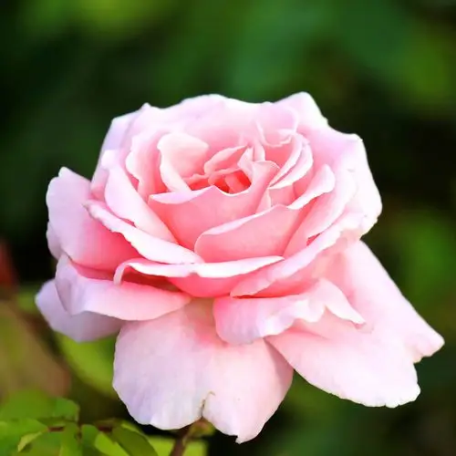 位图植物摄影写实花卉花朵月季花免费素材