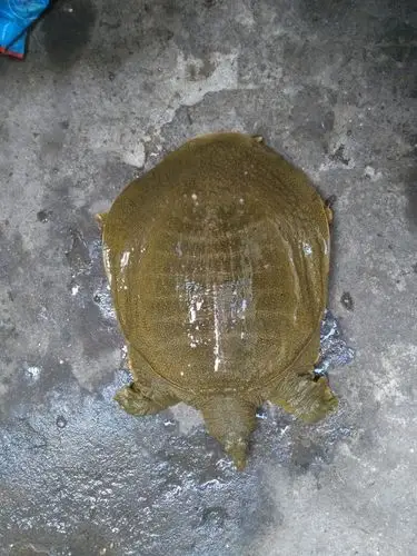 昨天在河里抓的元鱼不知道是不是野生,帮忙看一下谢谢啦!大概值多少钱