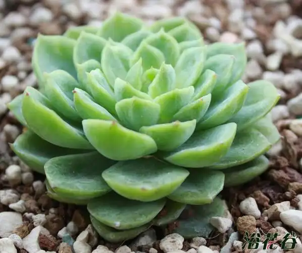 酸橙辣椒echeveria lime&chili