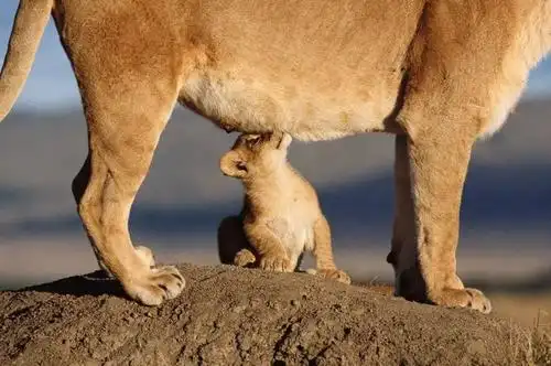 (母狮哺乳幼崽,图片源自@vcg)