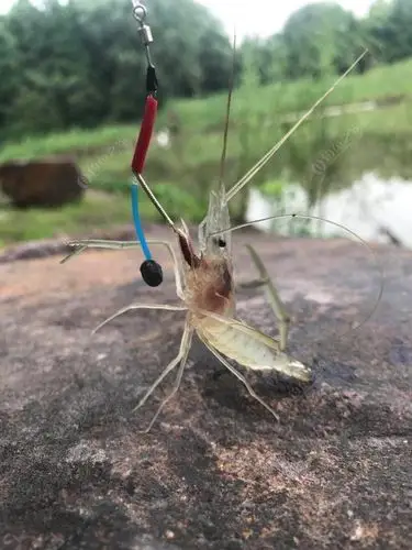 钓上瘾了……钓虾蛮好玩第二波