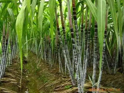 供应批发广西桂林农副绿色产品农副土特产红皮青皮食用甘蔗