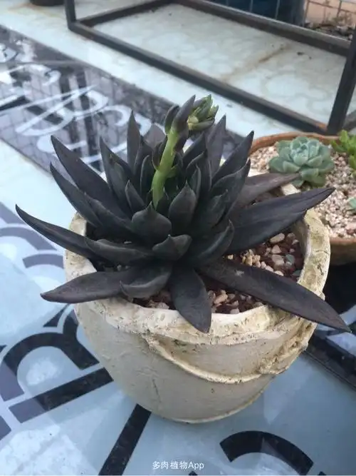 黑骑士的黑,黑王子的黑,两兄弟你们更喜欢哪个?