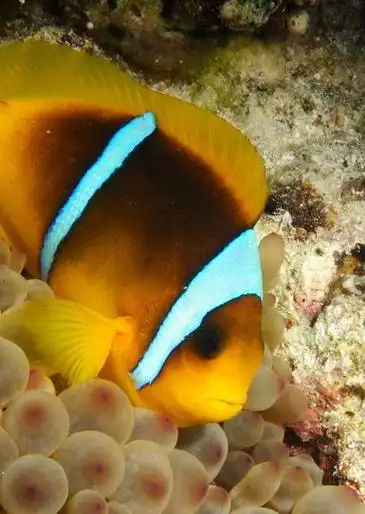 p>红海双带小丑(学名:amphiprion bicinctus)体呈近于圆形,侧扁;口前