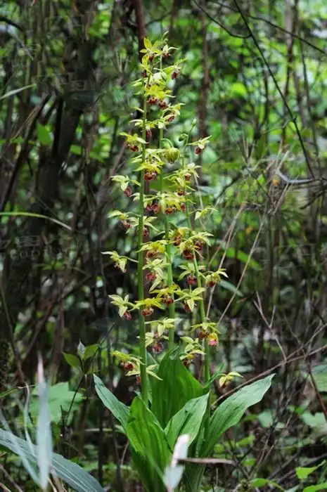 九子连环草见过吗清热解毒活血止痛用于痔疮风湿痹痛